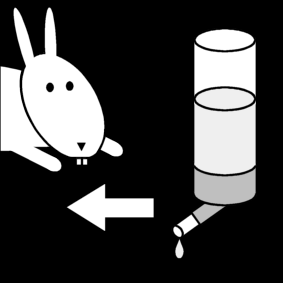 give water to the rabbit